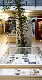 "Krokodile unter Palmen – der Bergbau in Hennef-Rott“ – so nennt sich eine kleine, aber feine Ausstellung im Hennefer Rathaus.
